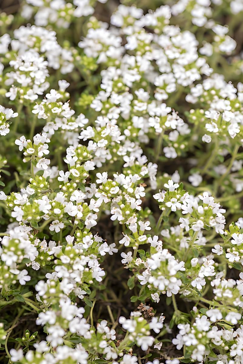 Thymus praecox 'Albiflorus' / Weißer Polsterthymian