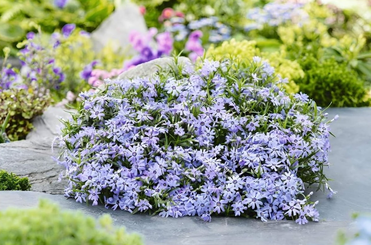 Phlox subulata 'Fabulous Blue Dark Center' / Polster-Phlox