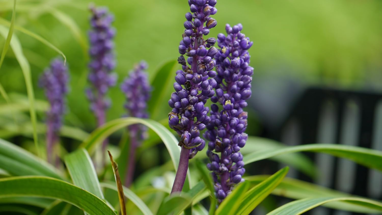 Liriope muscari 'Goldbanded' / Bunte Lilientraube