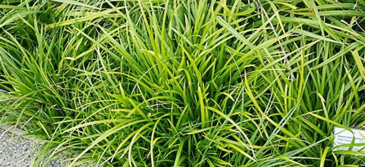 Carex morrowii 'Irish Green' / Segge