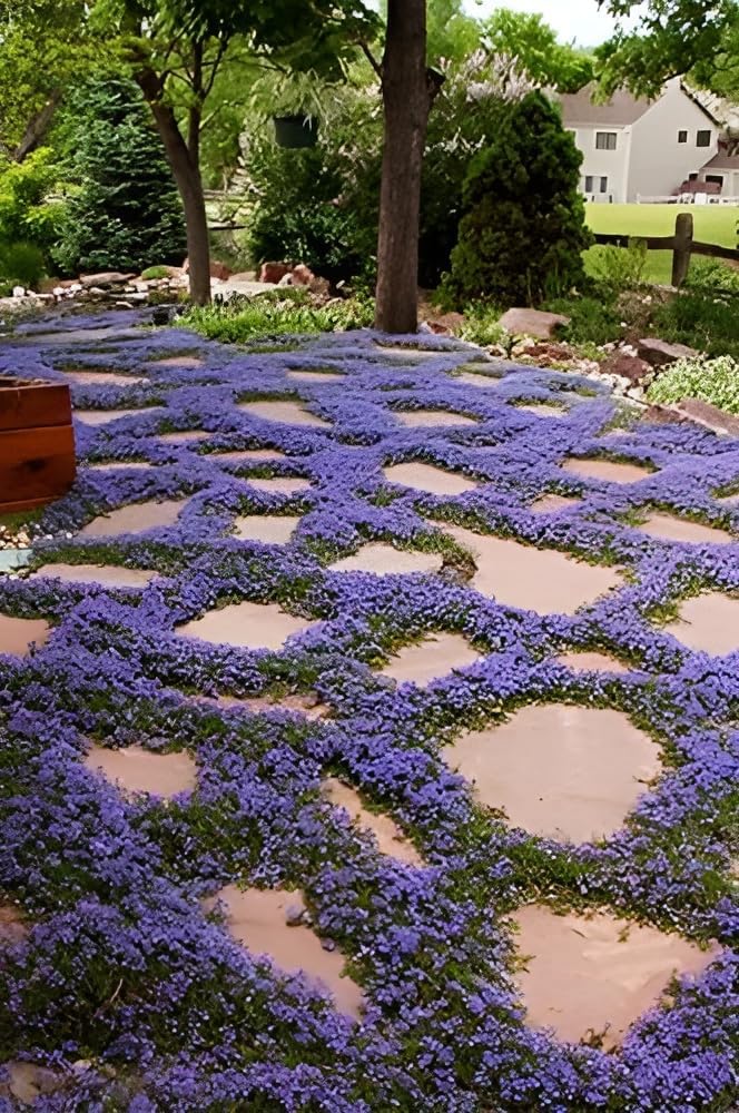 Isotoma fluviatilis 'Country Park' / Blauer Bubikopf