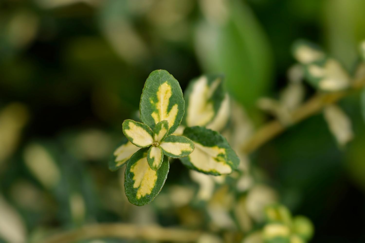 Euonymus fortunei ’Sunspot‘ / Gelbbunte Kriechspindel