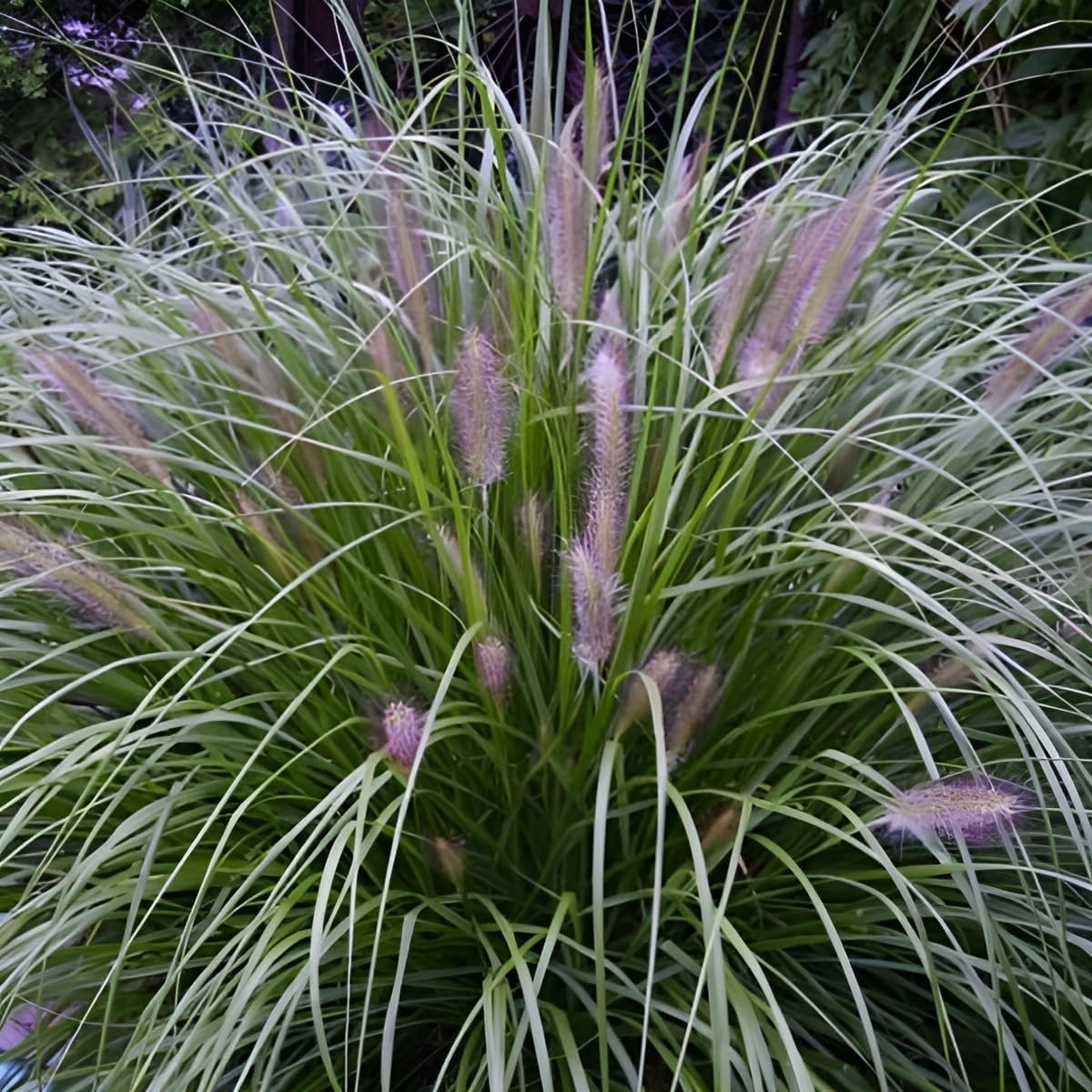Pennisetum alopecuroides 'Japonicum' / Lampenputzergras