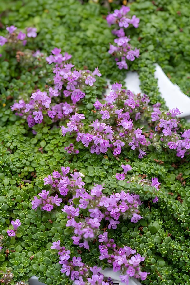 Thymus praecox 'Minor' / Kleiner Polsterthymian