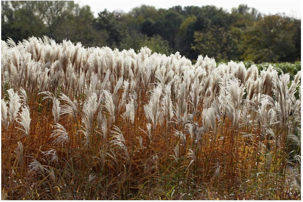 Miscanthus sinensis 'Ghana' / Chinaschilf