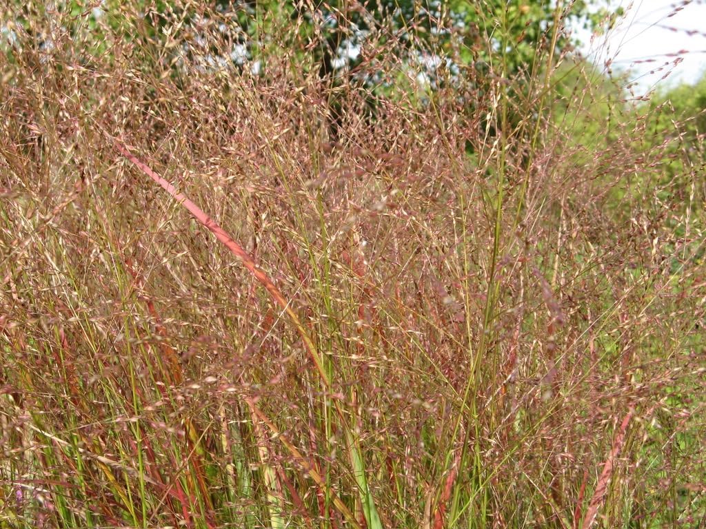 Panicum virgatum 'Hänse Herms' / Braunrote Rutenhirse