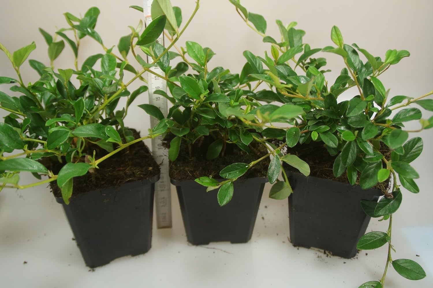 Cotoneaster dammeri 'Radicans' / Teppichmispel