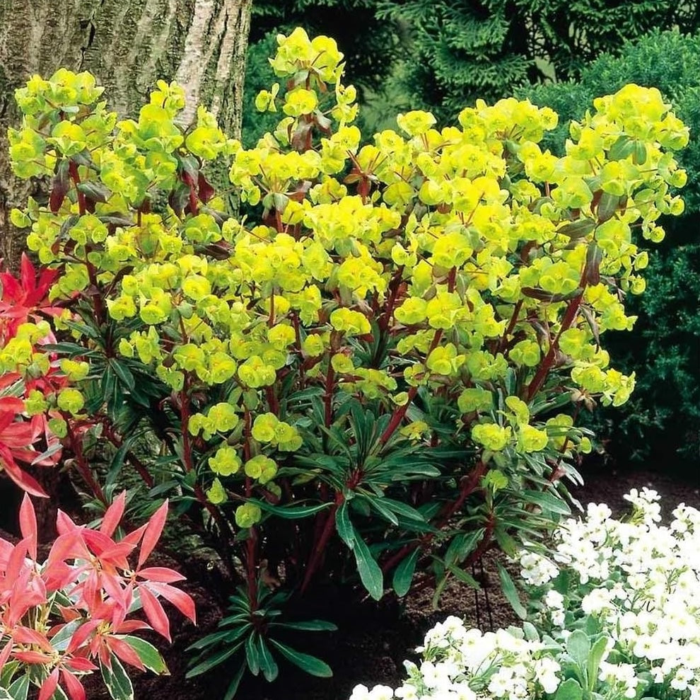 Euphorbia amygdaloides 'Purpurea' / Rotblättrige Wolfsmilch