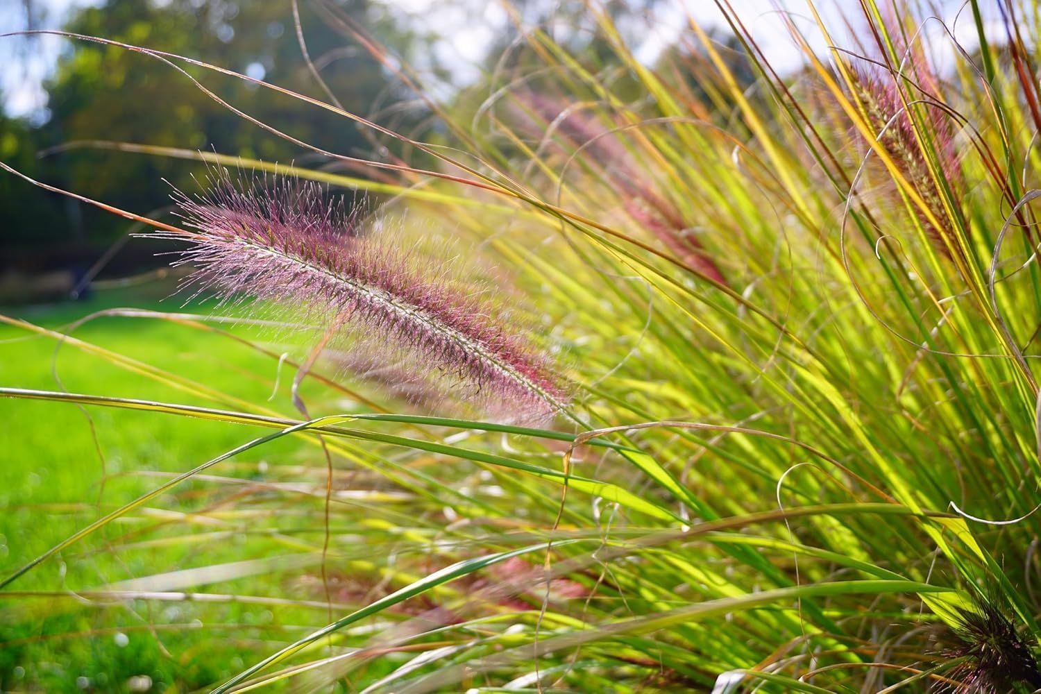 Pennisetum alopecuroides var. viridescens / Dunkles Lampenputzergras