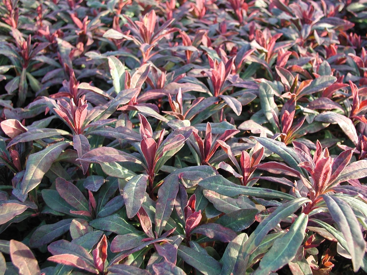 Euphorbia amygdaloides 'Purpurea' / Rotblättrige Wolfsmilch