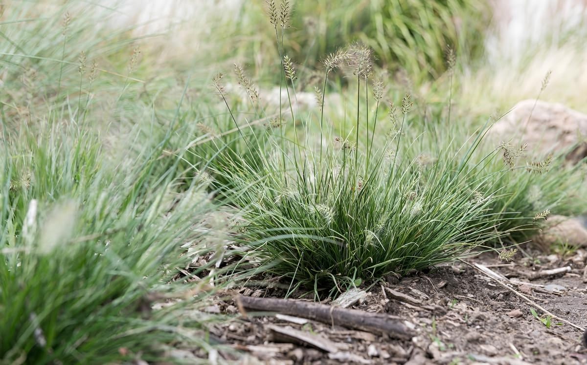 Pennisetum alopecuroides 'Little Honey' / Zwerg Lampenputzergras