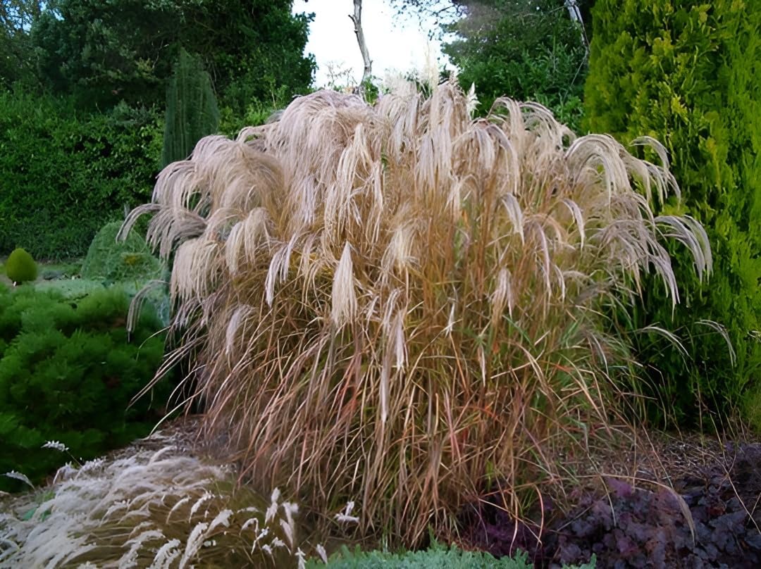 Miscanthus sinensis 'Champagner' / Weißes Chinaschilf