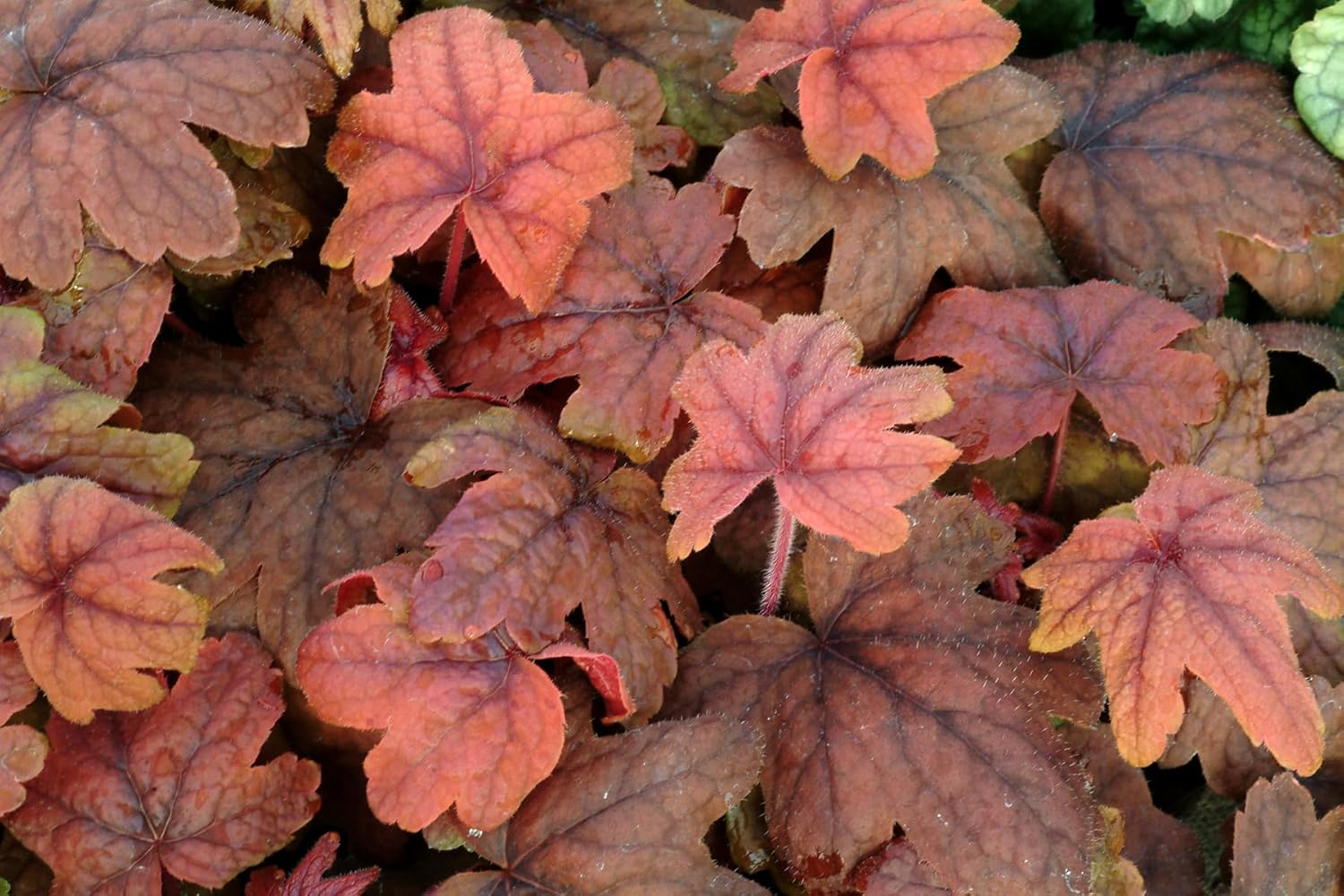 Heucherella Hybride 'Sweet Tea' / Purpurglöckchen