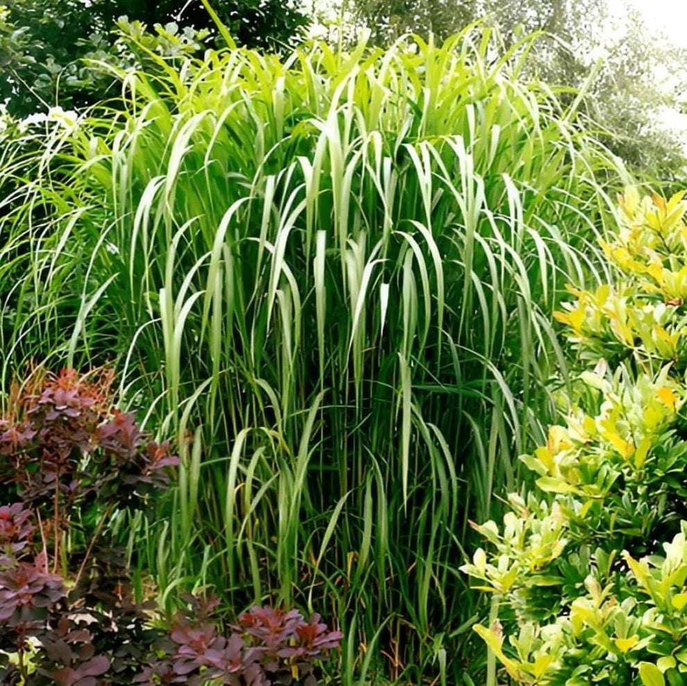 Miscanthus x giganteus 'Meidl' / Rotes Riesenchinaschilf - Elefantengras