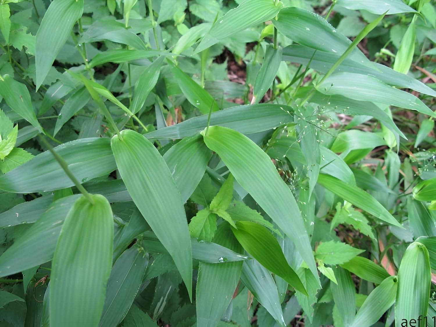 Panicum clandestium / Bambushirse