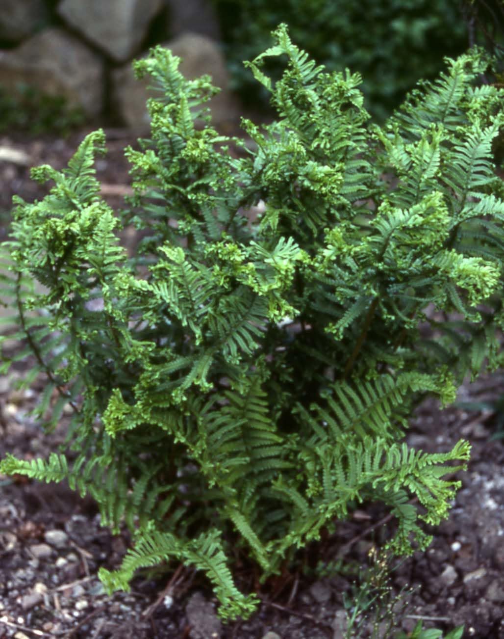 Dryopteris affinis 'Crispa Congesta'/ krauser Goldschuppenfarn