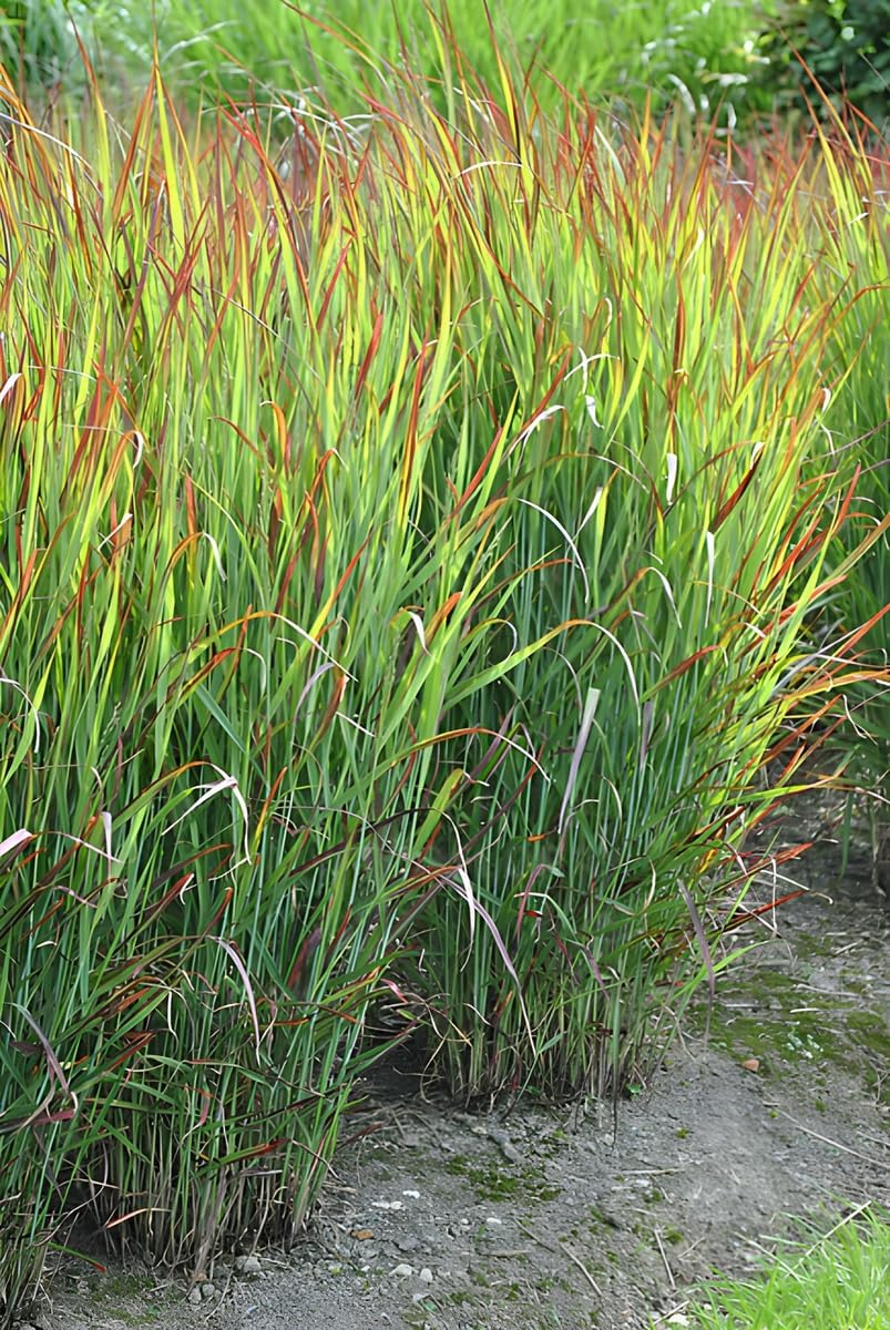 Panicum virgatum 'Shenandoah' / Rote Rutenhirse