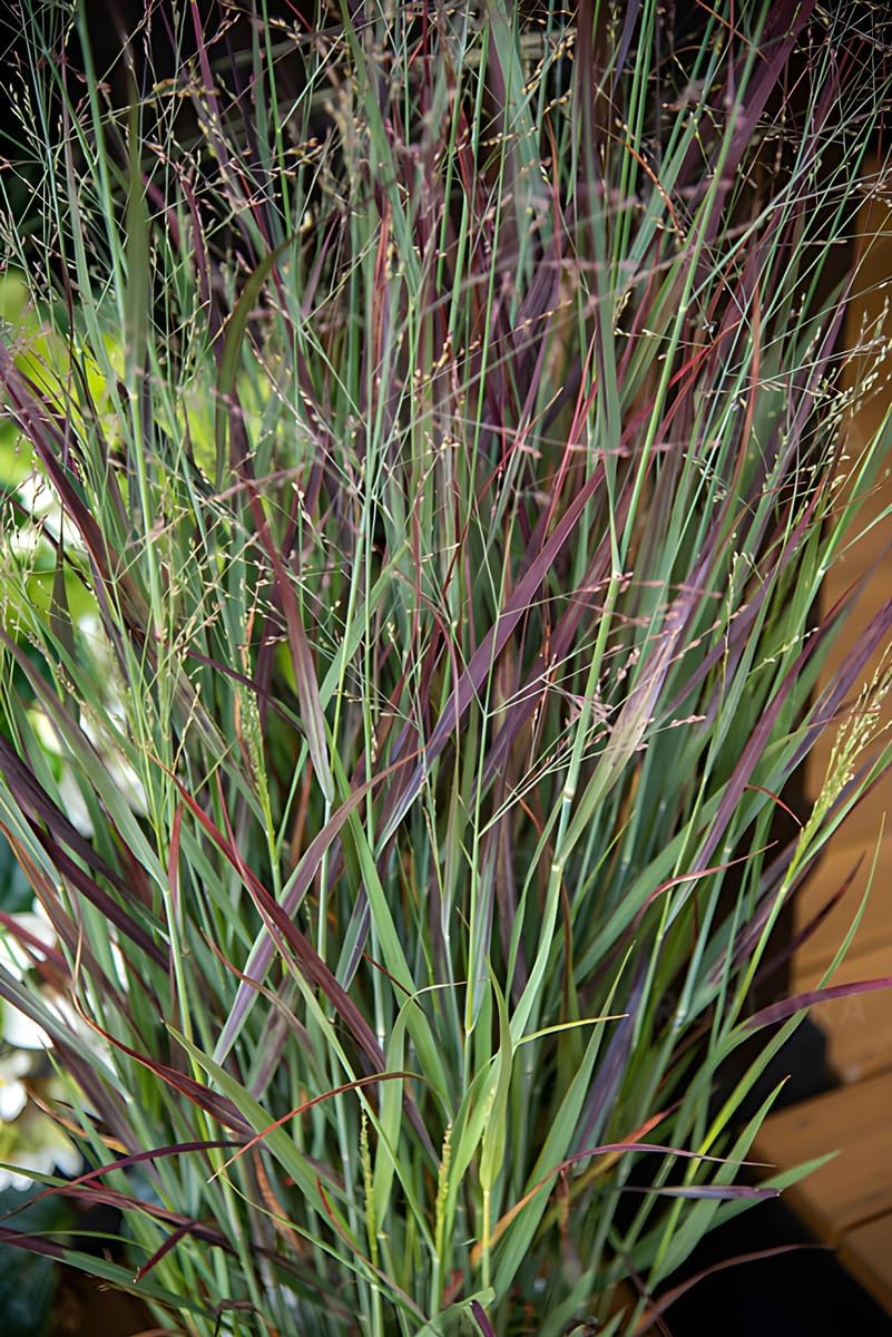 Panicum virgatum 'Nosferatu' / Rutenhirse