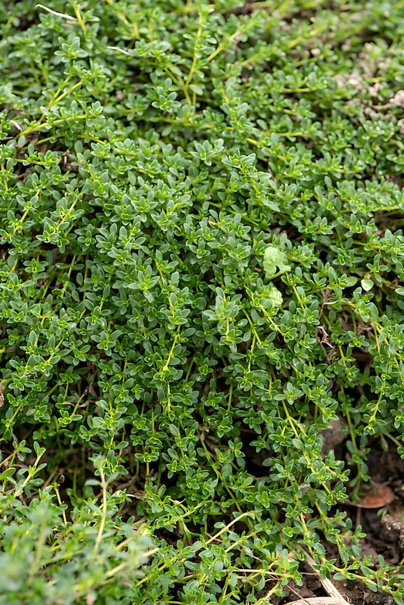 Thymus praecox 'Albiflorus' / Weißer Polsterthymian