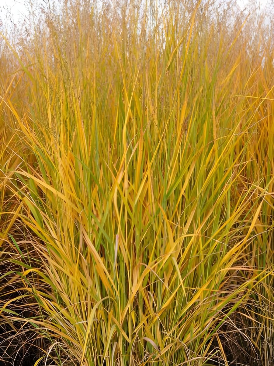 Panicum virgatum 'Strictum' / Gelbe Rutenhirse