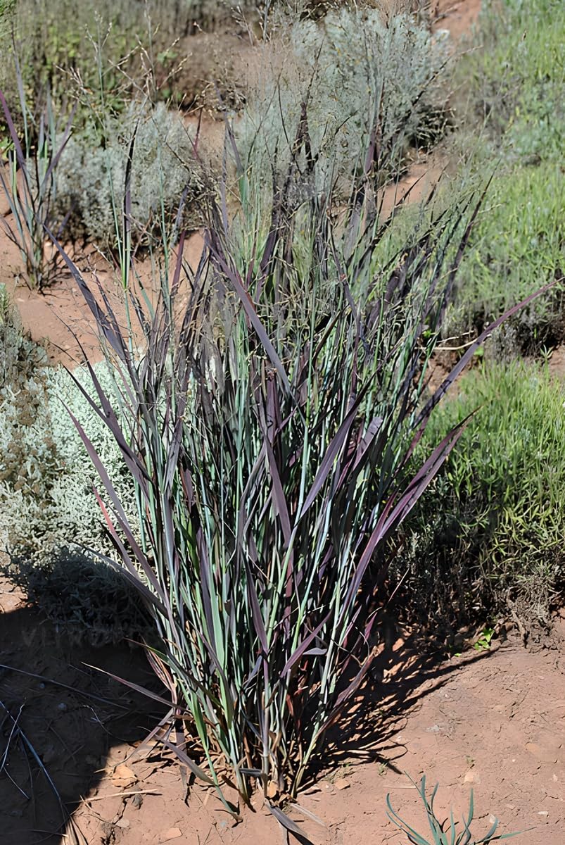 Panicum virgatum 'Nosferatu' / Rutenhirse