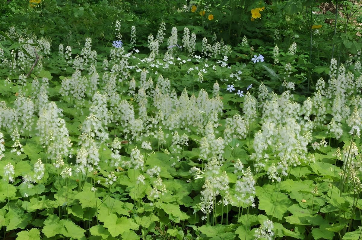 Tiarella cordifolia / Schaumblüte