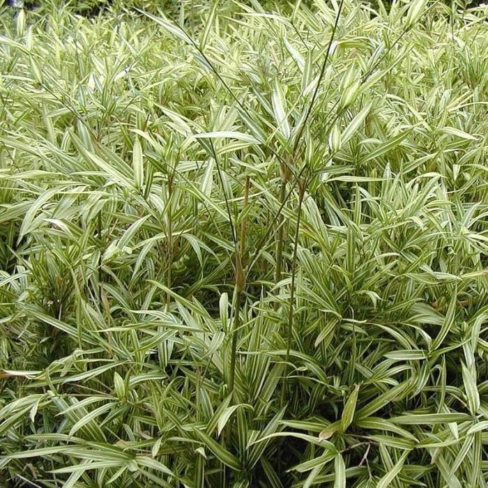 Pleioblastus chino 'Tsuboi' / Bunter Zwergbambus