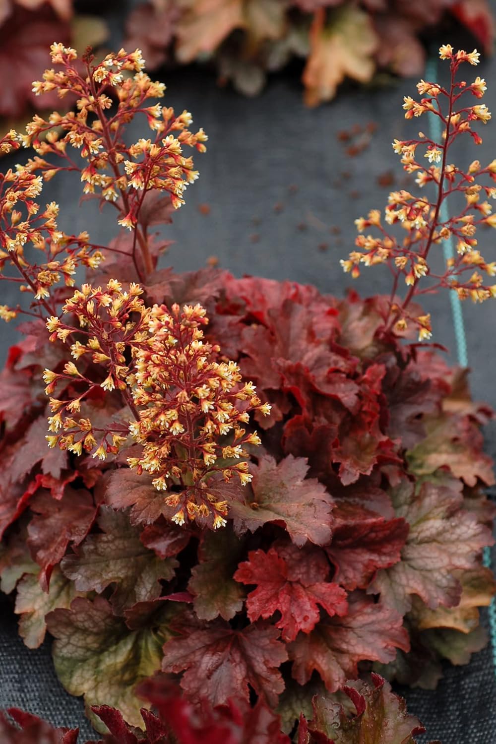 Heuchera Hybride 'Root Beer' / Purpurglöckchen