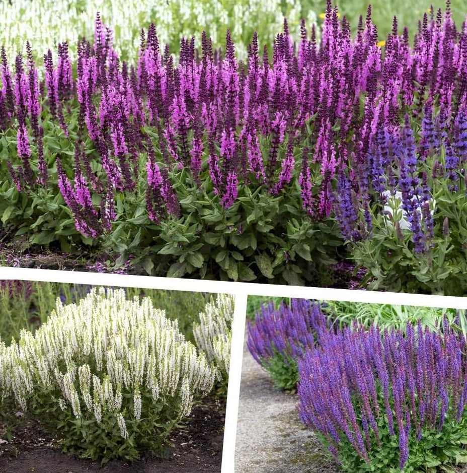 3 x Salvia Kollektion / Steppensalbei im Mix