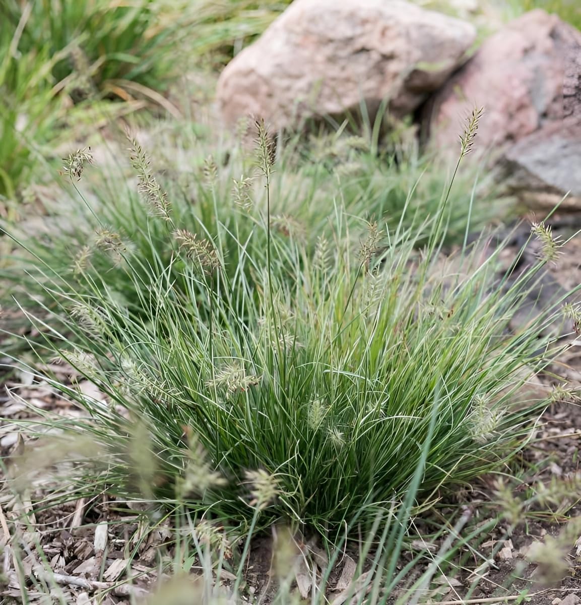 Pennisetum alopecuroides 'Little Honey' / Zwerg Lampenputzergras