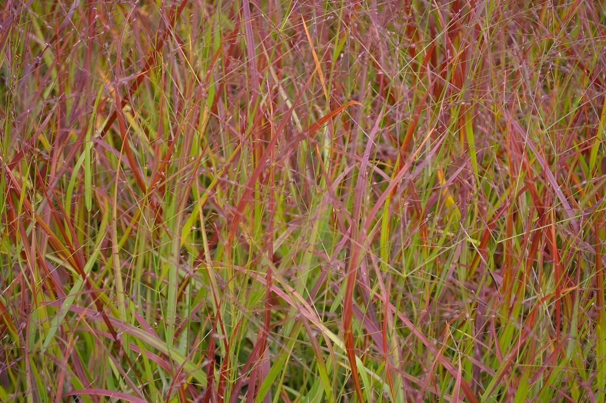 Panicum virgatum 'Rehbraun' / Rote Rutenhirse