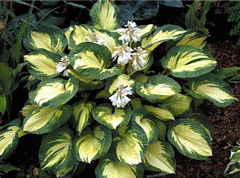 Hosta sieboldiana 'Great Expectation' / Funkie