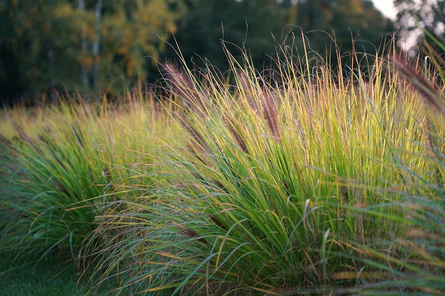 Pennisetum alopecuroides var. viridescens / Dunkles Lampenputzergras