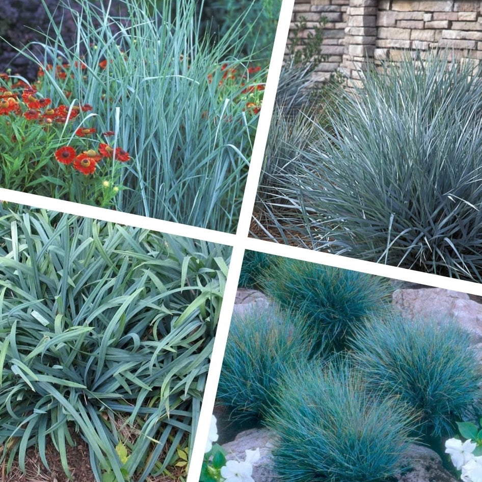 4 x Blaue Ziergras Kollektion - Vier Nuancen von Blau, die begeistern