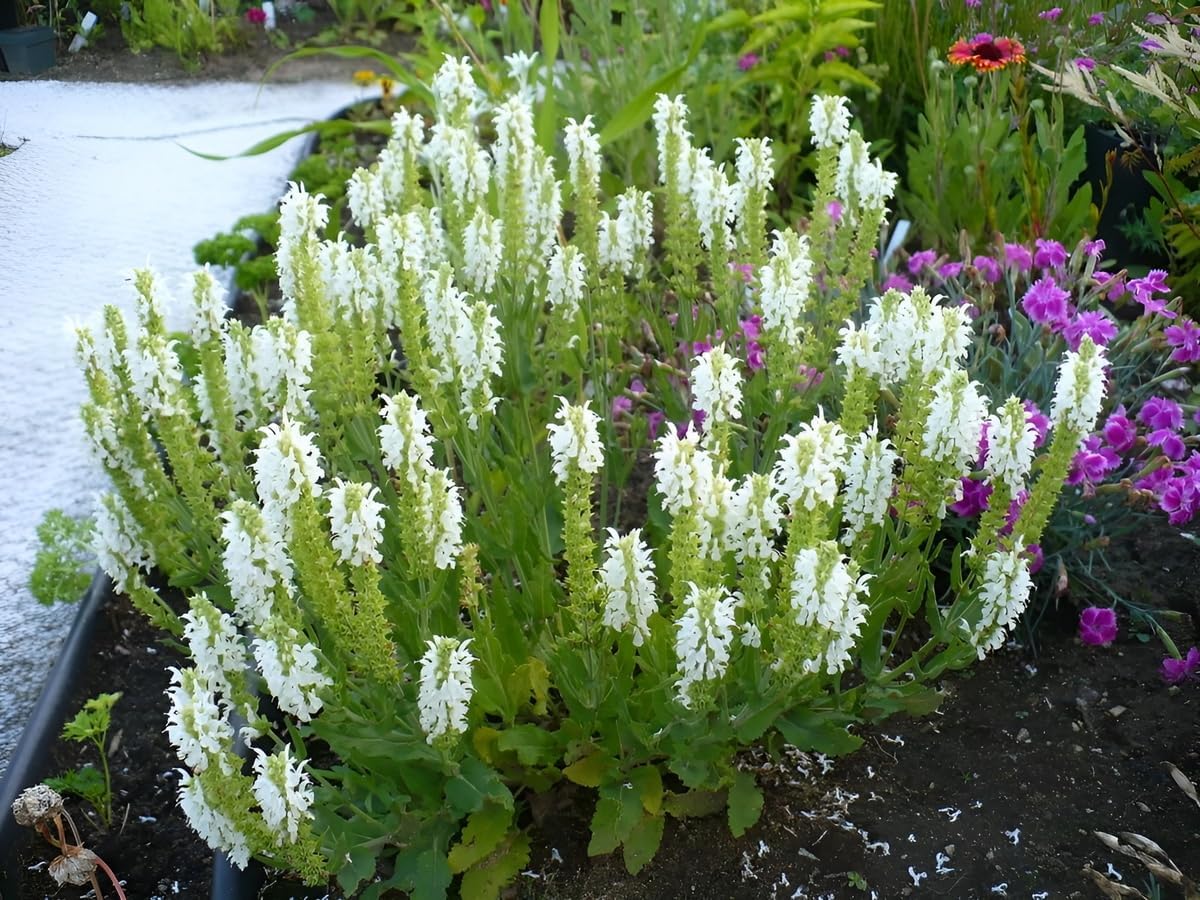 Salvia nemorosa 'Sensation White®' / Weißer Steppensalbei