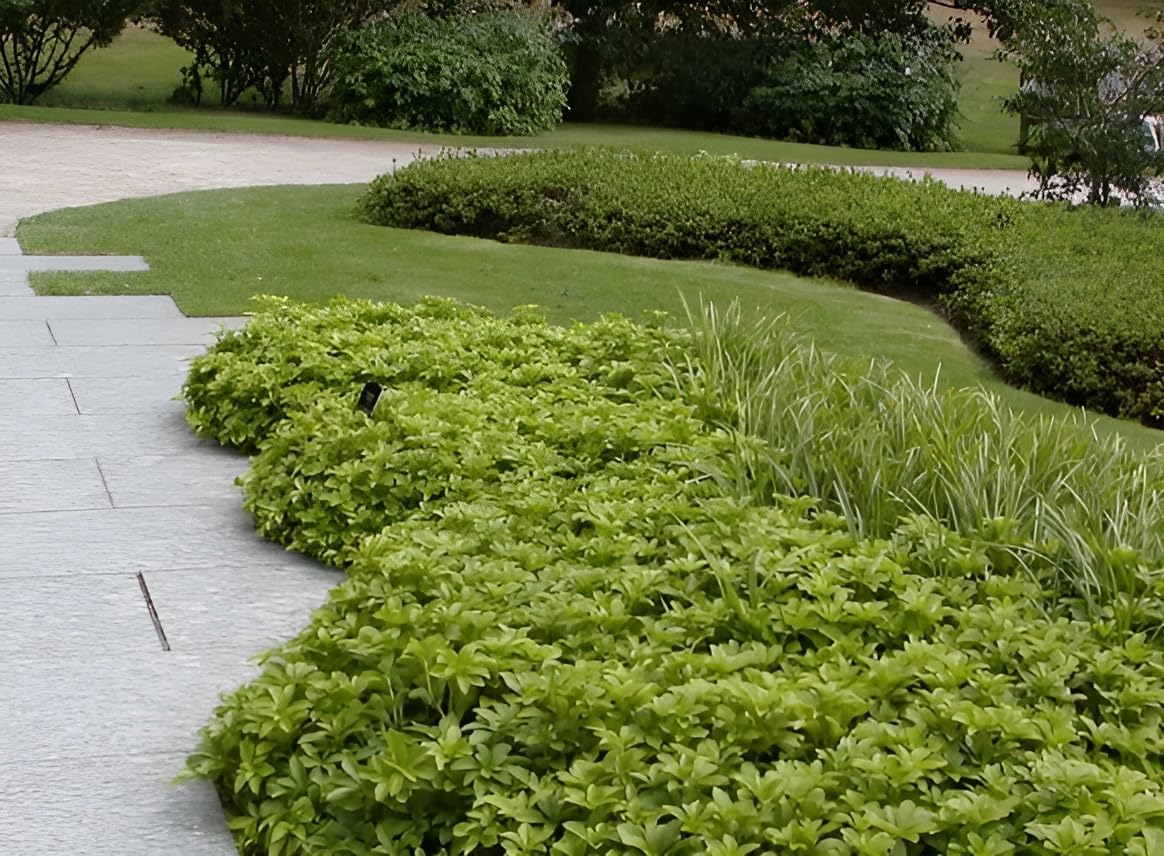 Pachysandra terminalis 'Green Carpet' / Dickmännchen