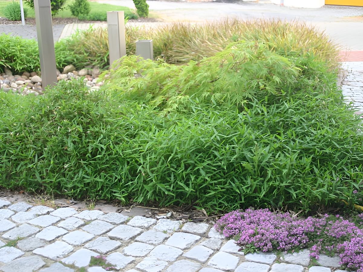 Pleioblastus pygmaeus 'Distichus' / Zwerg-Bambus