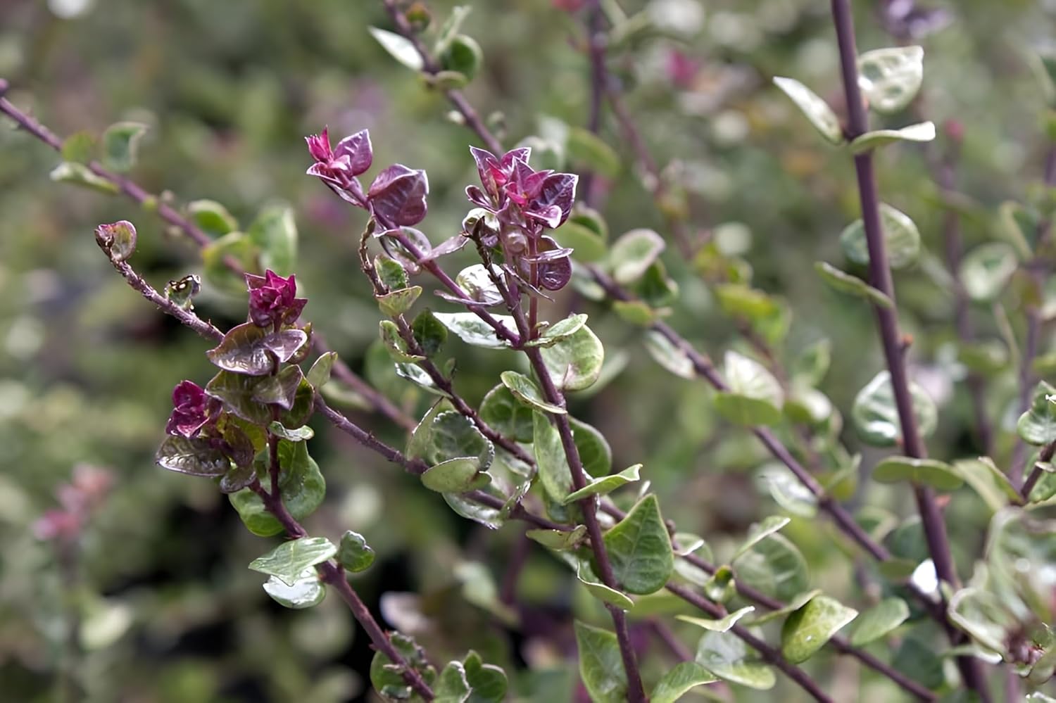 Lonicera nitida 'Red Tips‘ / Heckenmyrthe