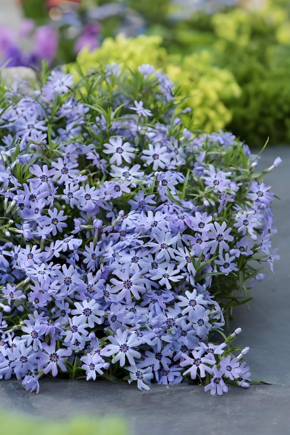 Phlox subulata 'Fabulous Blue Dark Center' / Polster-Phlox