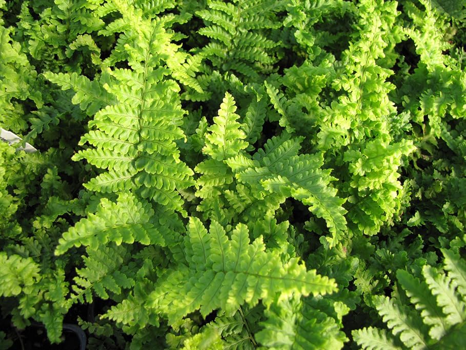 Dryopteris affinis 'Crispa' / gewellter Goldschuppenfarn