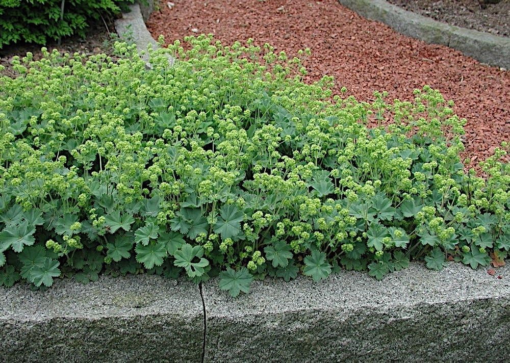 Alchemilla erythropoda / Kleiner Frauenmantel