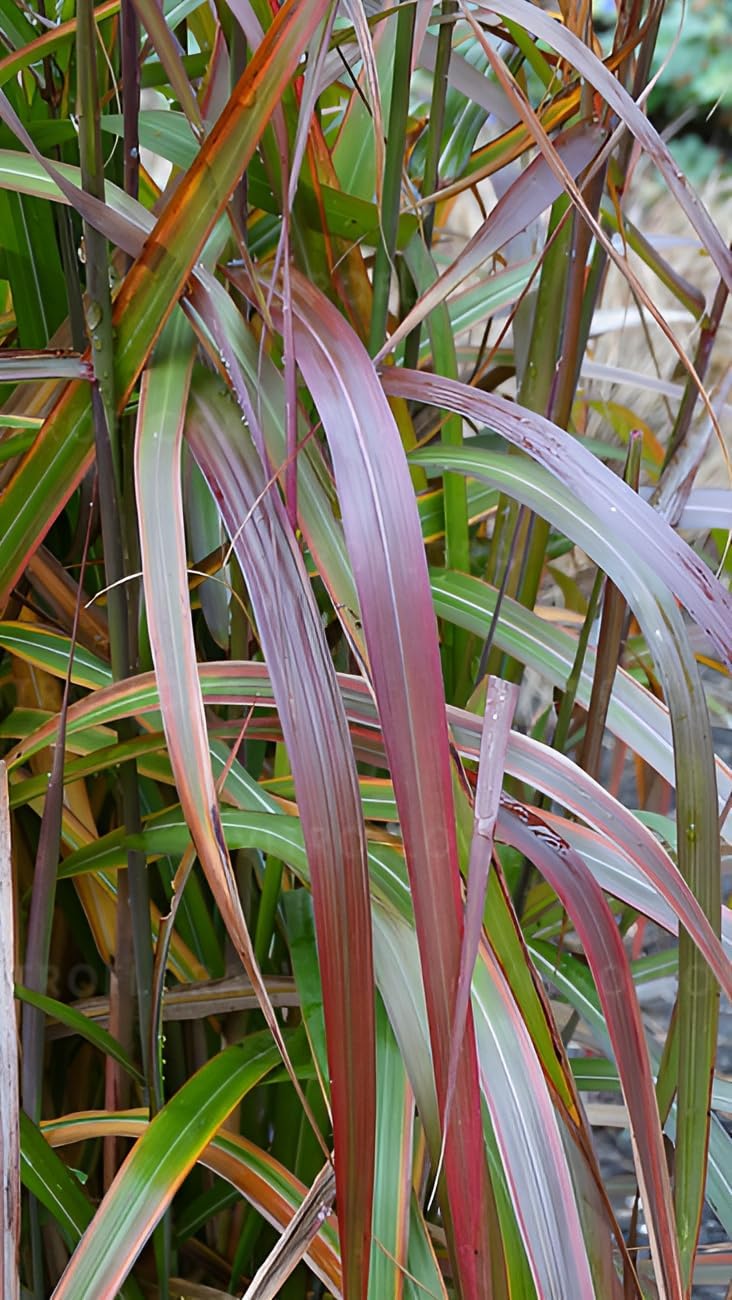 Miscanthus sinensis 'Navajo' / Chinaschilf
