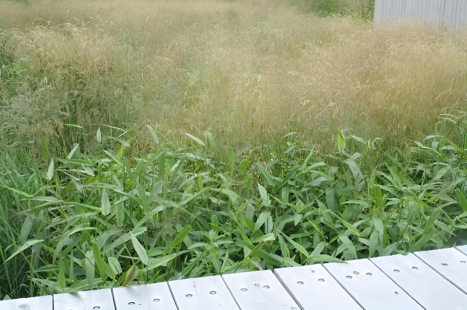 Panicum clandestium / Bambushirse