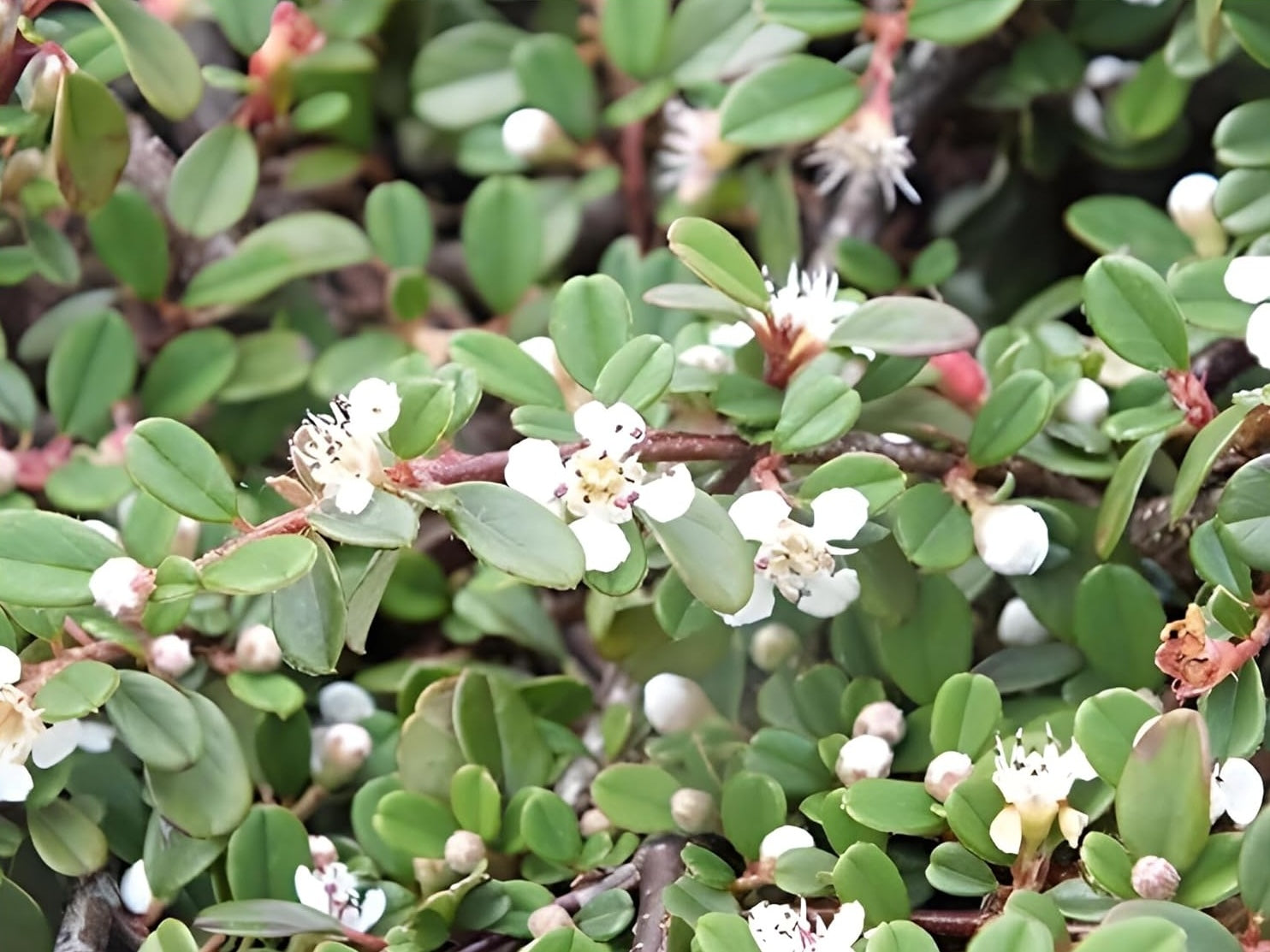 Cotoneaster dammeri 'Frieders Evergreen’ / Teppichmispel