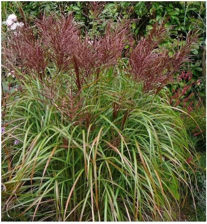 Miscanthus sinensis 'Rotsilber' / Rotes Chinaschilf