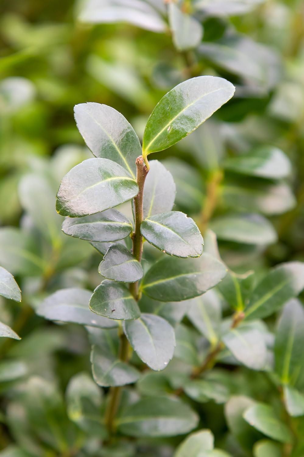 Ilex crenata 'Caroline Upright' / Japanische Stechpalme