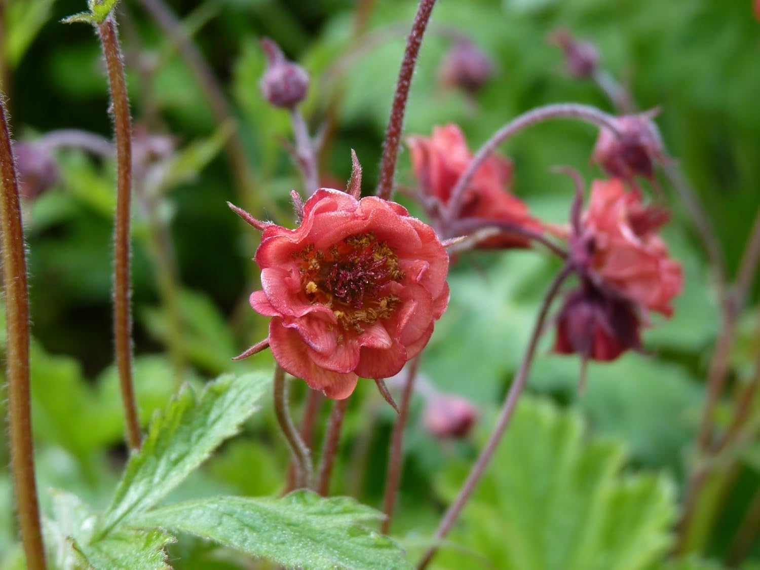 Geum rivale 'Flames of Passion‘ / feuerroter Bach Nelkenwurz