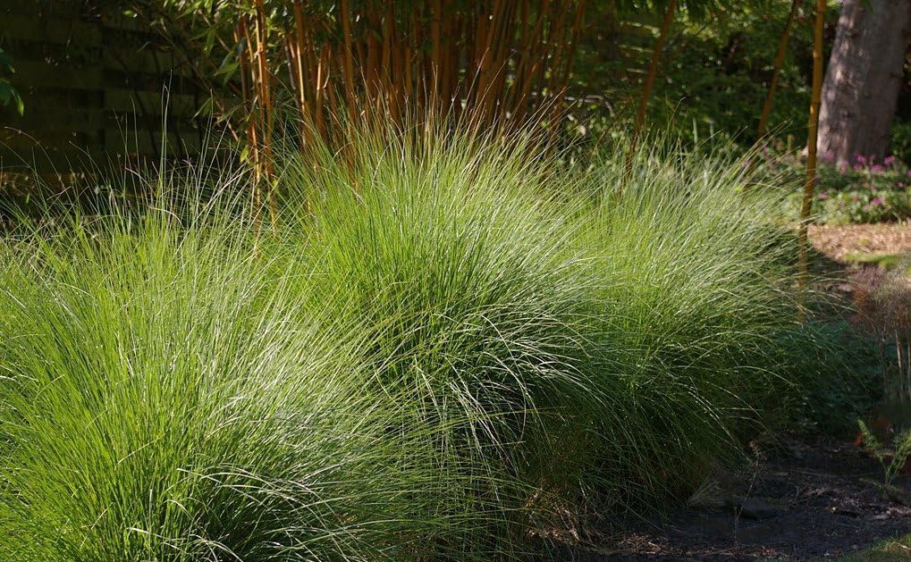 Eragrostis curvula / Afrikanisches Liebesgras