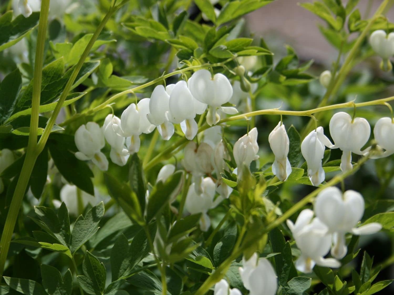 Dicentra spectabilis 'Alba' / Tränendes Herz