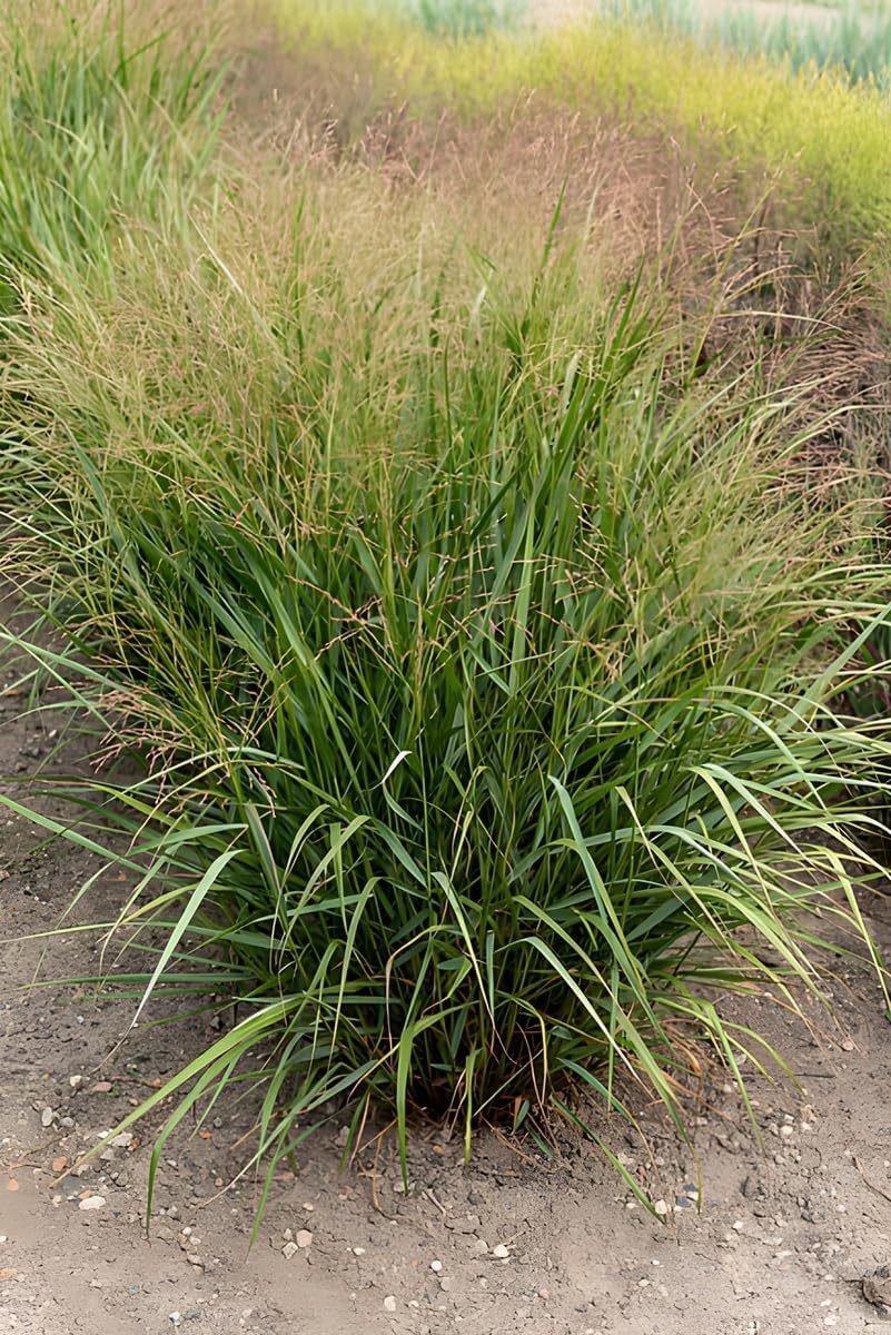 Panicum virgatum 'Warrior' / Rutenhirse